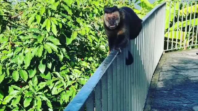 MACACO PREGO