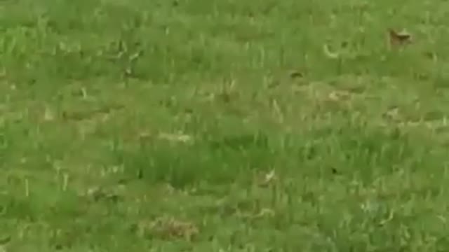 Little Girl Gets Taken Out By Little Dog