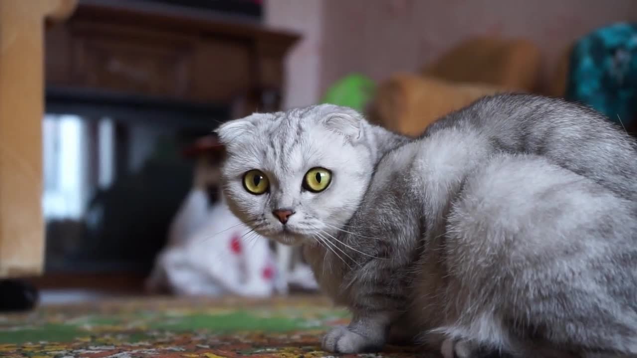 Wow best cute animal video. Cute cat video