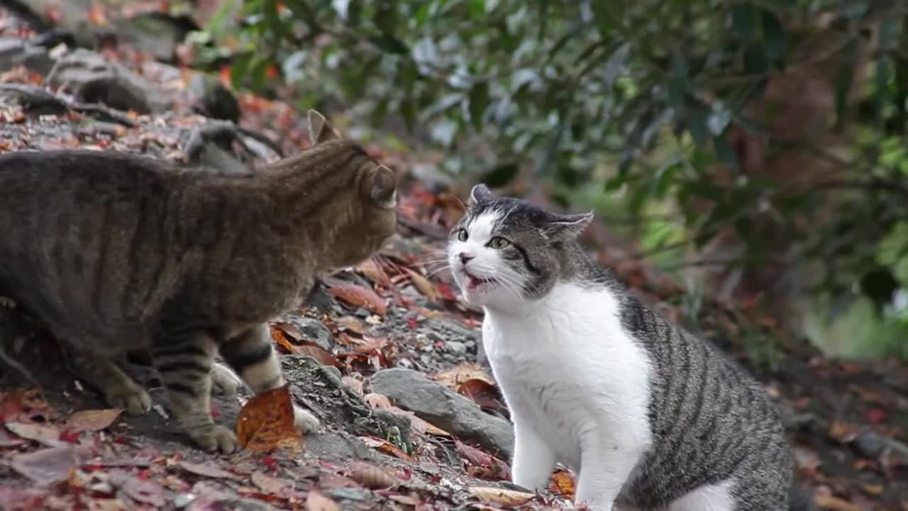 These two cats are going to fight