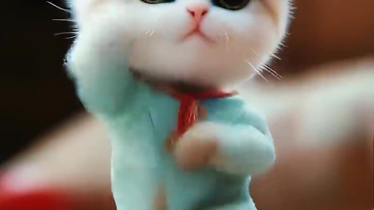 Cute Baby Cat Dancing