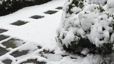 Mix Snow & rain falls
