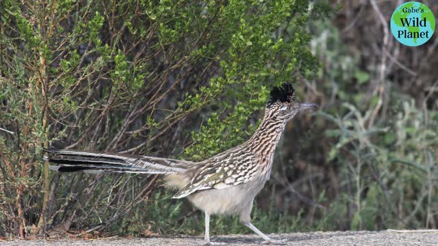 Greater Roadrunner: "Meep, Meep"