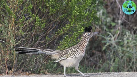 Greater Roadrunner: "Meep, Meep"