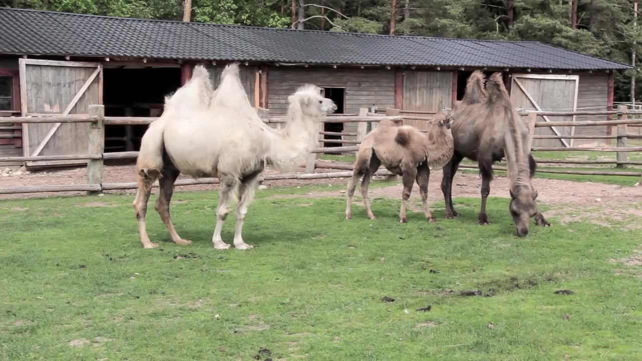 | Camel | camel amazing video 2022