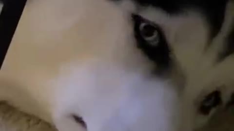 Cute and Funny Dog Videos 2021