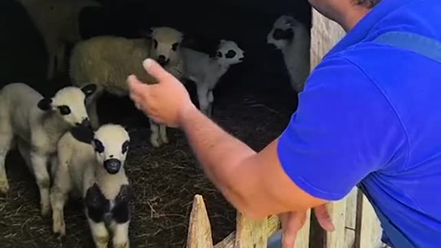 Best Funniest animals Videos 2022 🤣 #4