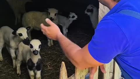 Best Funniest animals Videos 2022 🤣 #4