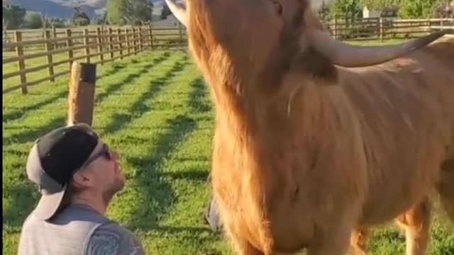 Animal lover Cute pet | funny pet | lion | Dog