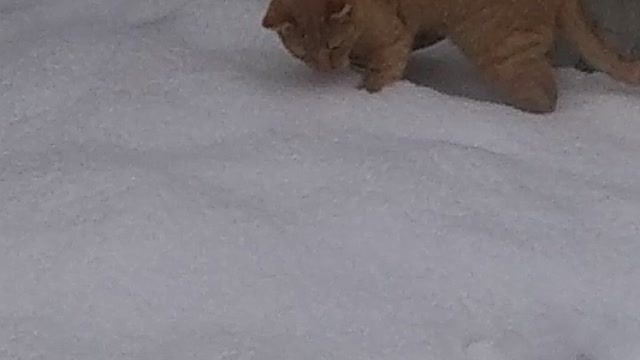 East Texas Snow Cat