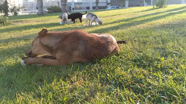 Before deletion, he saw a very rare type of dog found in Egypt, whose price is 20,000$