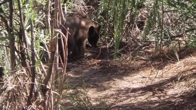 Bear Cubs Head to the Beach for a Swim