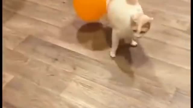 cat with balloons funy video / playing pet animal video