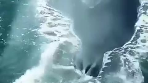 حوت الازرق