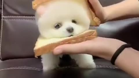 Cute mini Puppies & Pomeranian Boo Dogs