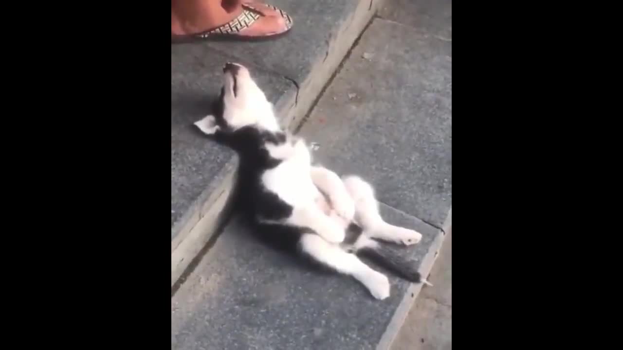 cute dog just taking rest on stairs...Don't Miss This