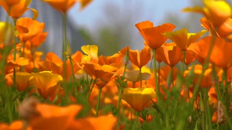 There is a piece of land where you plant seeds, blossom and harvest fruits