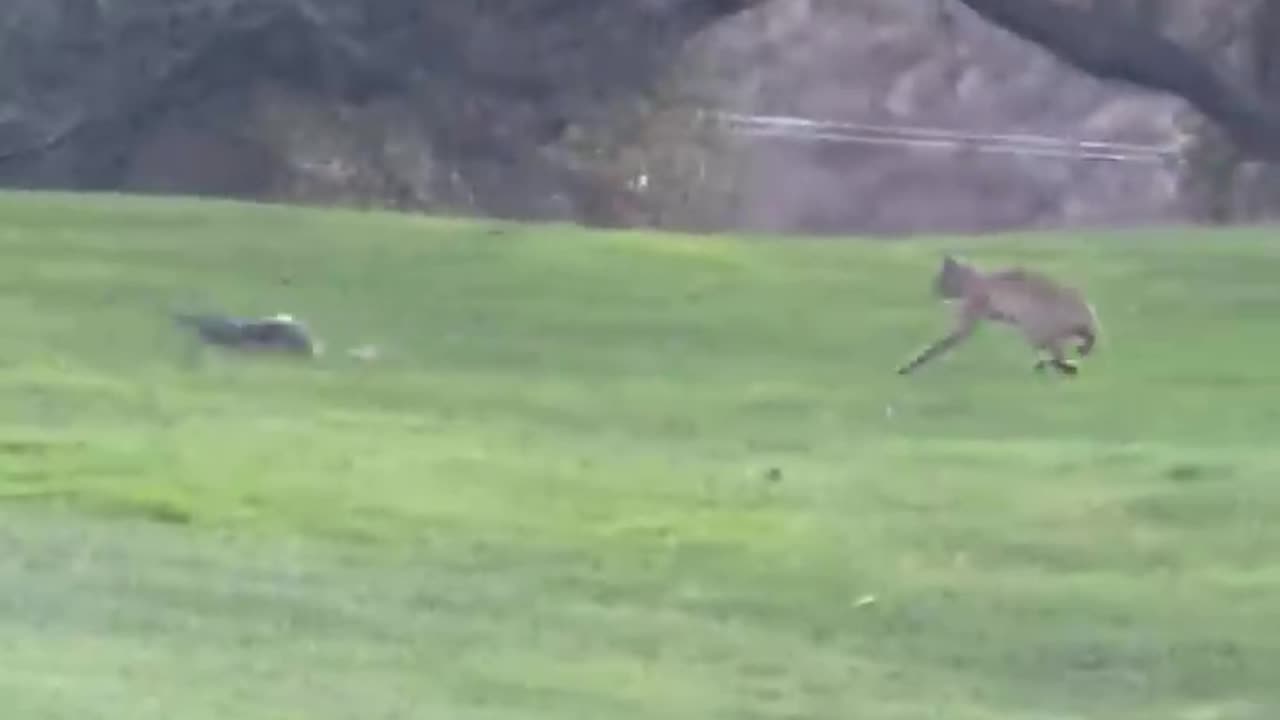 Bobcat chasing a squirrel around a tree - cute animal videos