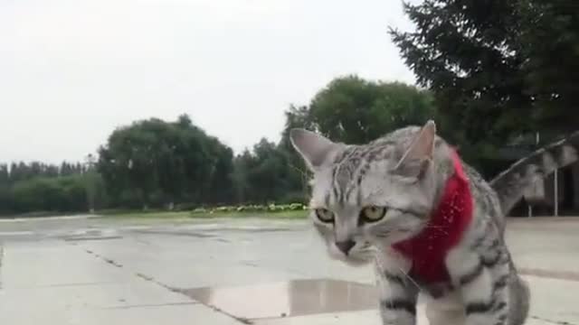 Watch my cat ride a skateboard