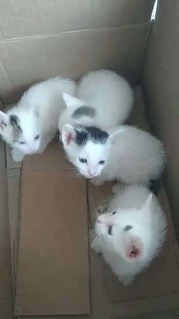 #DíaInternacionalDelGato: Los felinos de nuestros lectores