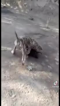 DANGEROUS FIGHTING OF DOGS