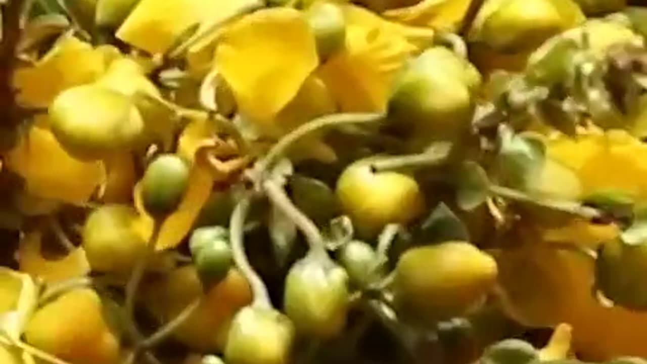 Telangana Bathukamma Festival Song