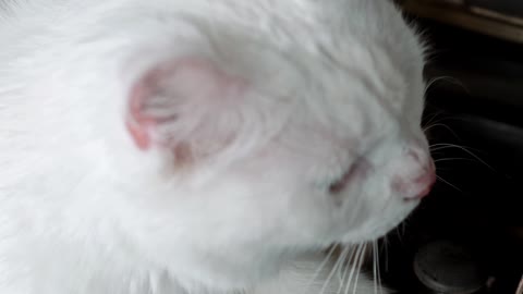 a-cat-resting-over-the-piano-keyboard