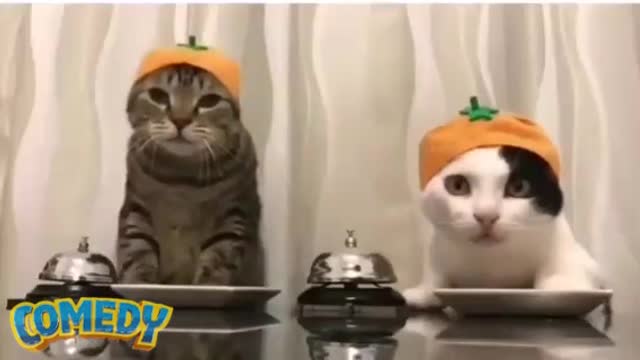 Funny Videos World 19