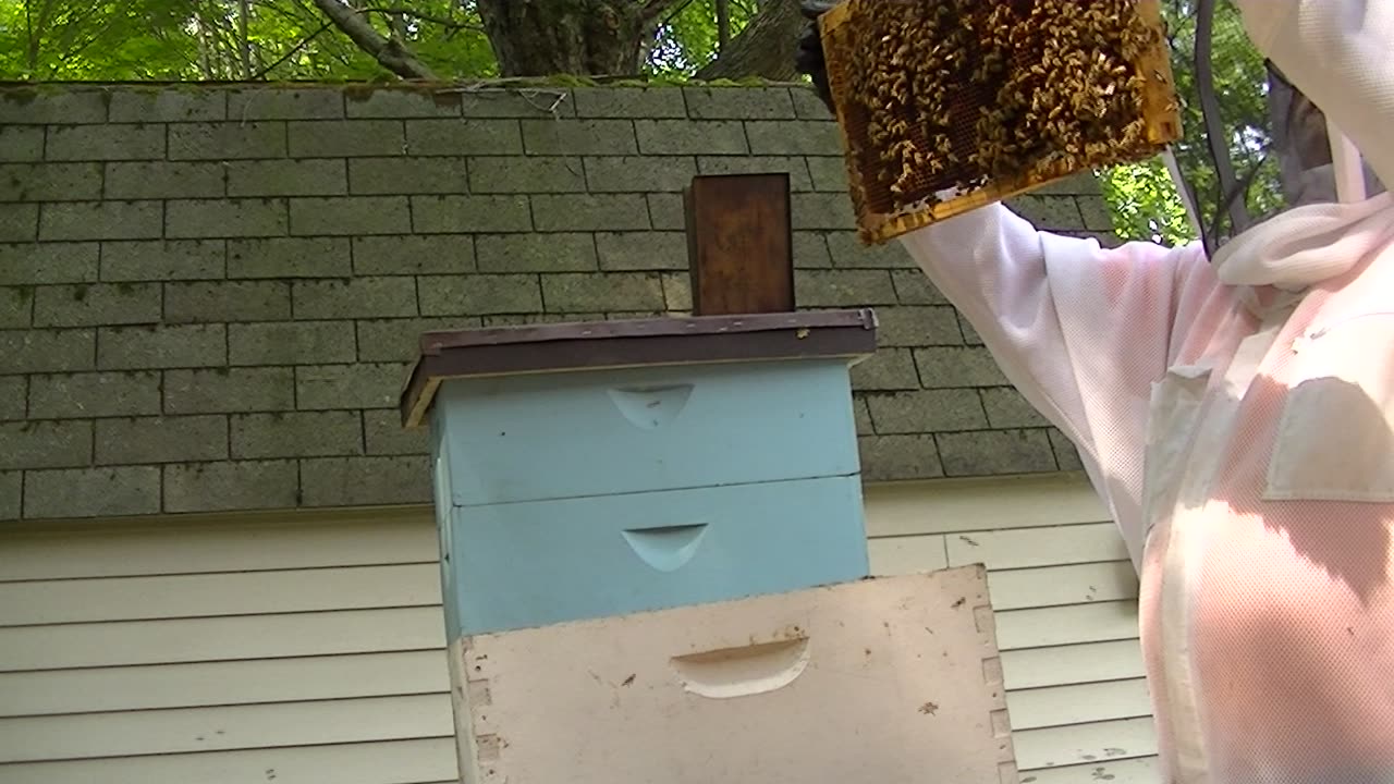 Blue Hive Inspection 7-21-2024