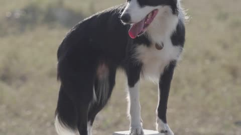 Dog Standing on a Fence