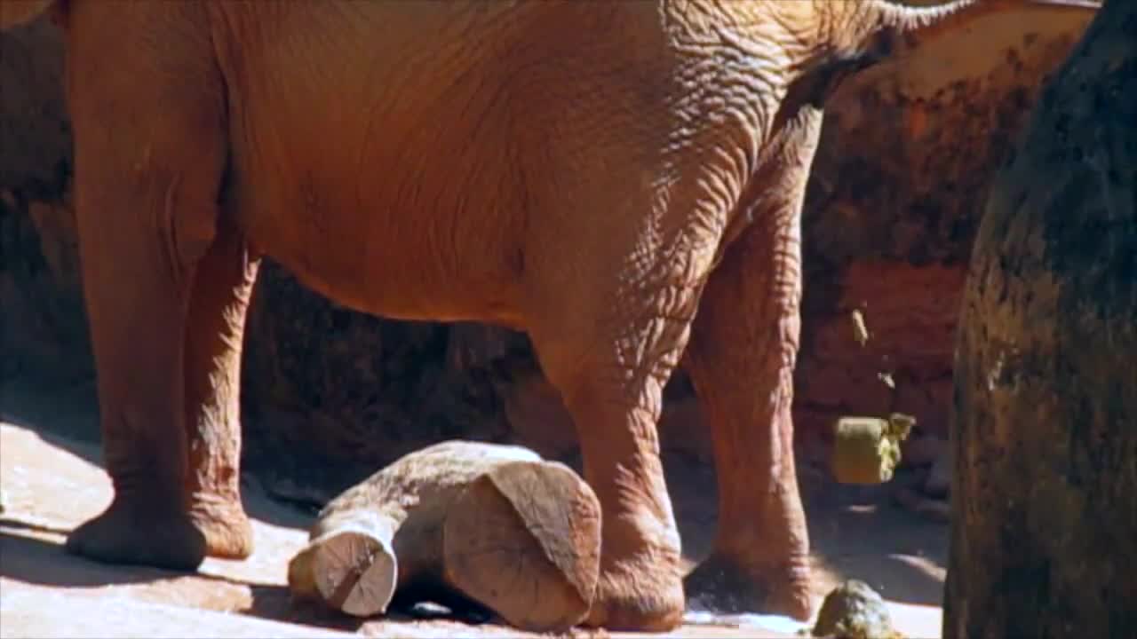 Elephant pooping