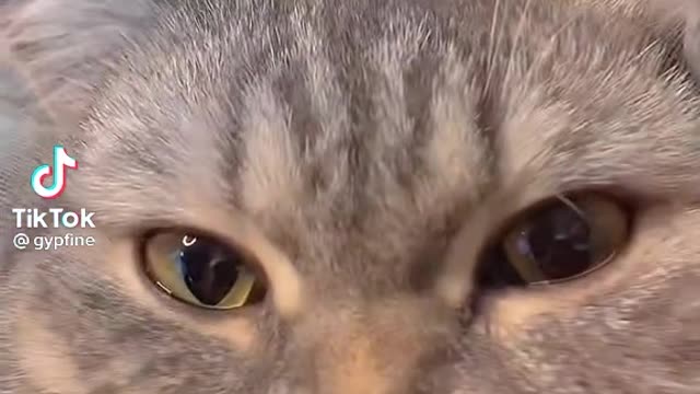 Funniest cat