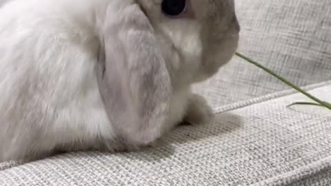My bunnies ate my flowers 💐🐰
