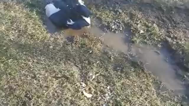 Amanda Grace Talks...PUDDLES AND CUDDLES!!! SPRING