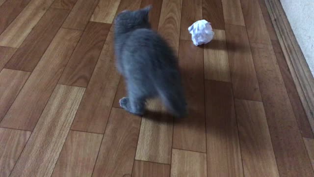 Kitty plays with paper like a football player