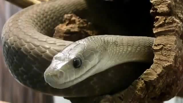 Black Mamba Facts: 20 facts about Black Mamba