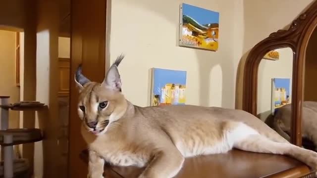 Caracal lounging around