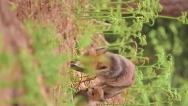 Recording the behavior of foxes secretly.