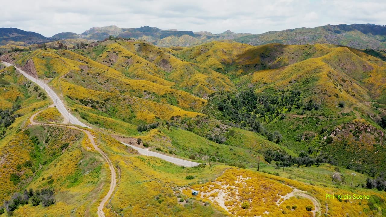 Conejo Valley Wildflowers Bliss BardBliss