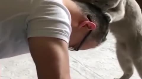 Funny Animal Videos Of The Day 0042! 😂😂 #fyp #memes #memedaily #dankmemes