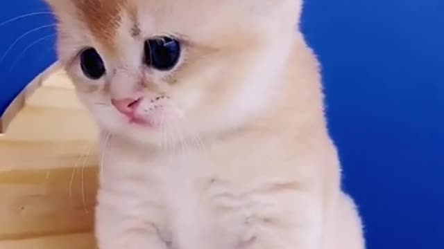 Hilarious Cat Viral Videos | Ultimate Cat Compilation 2019