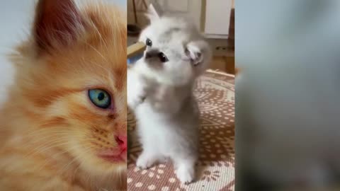 FUNNY KITTENS