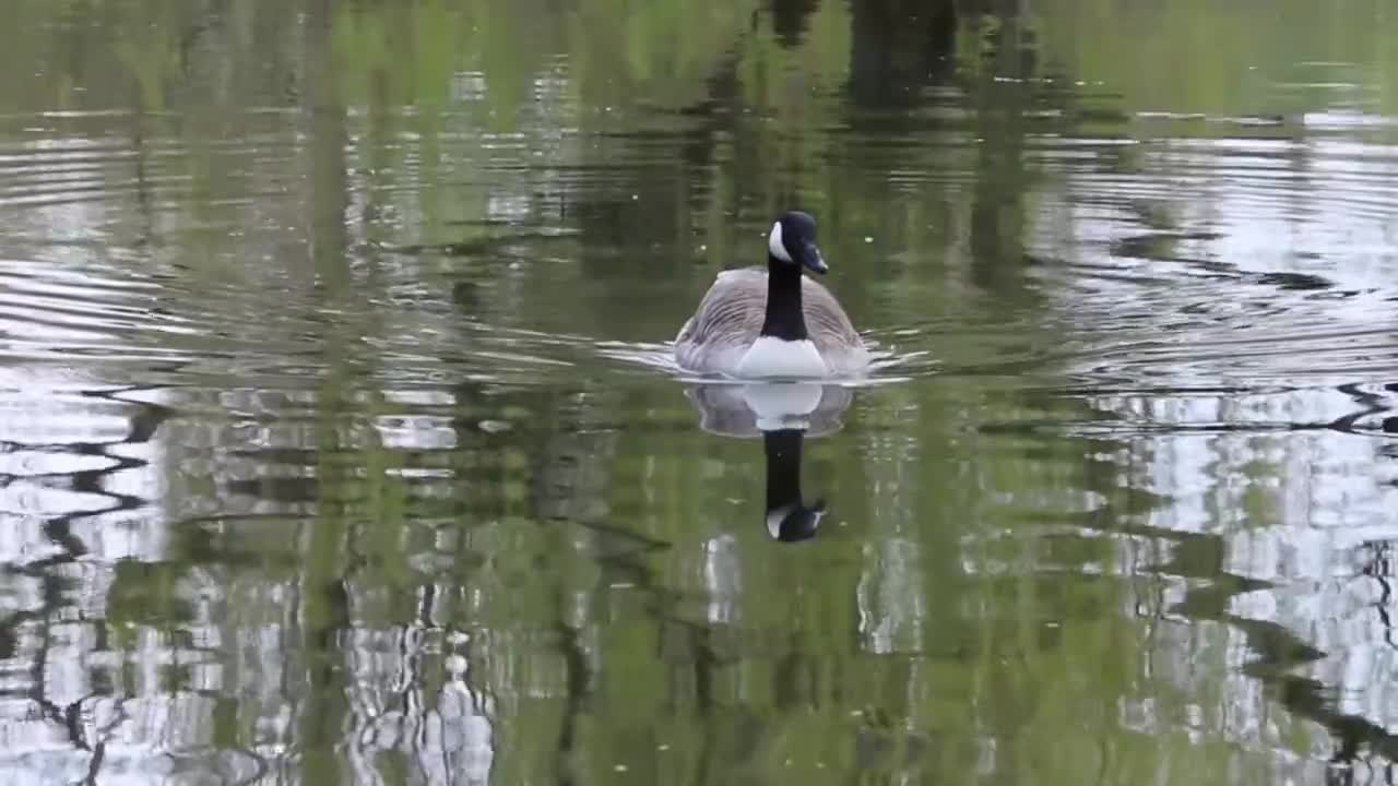 Canada Goose Goose Water Bird Nature Nature Reserve