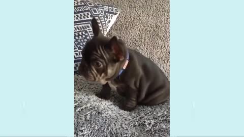 Cute Puppies, Cute Funny and Smart Dogs Part 2