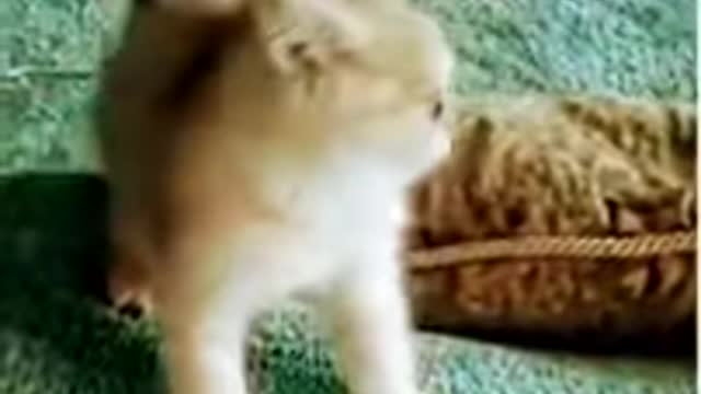 Very funny video of Crazy Cats🙀😺😂🤣Funny Movements