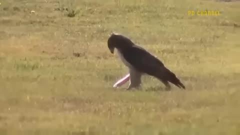 Eagle vs Leopard: The Ultimate Showdown in Nature"