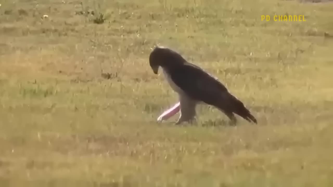 Eagle vs Leopard: The Ultimate Showdown in Nature"
