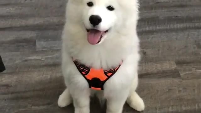 Watch How This Pup Hilariously Shows His Belly On Command