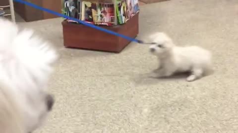 White dog dragged on blue leash