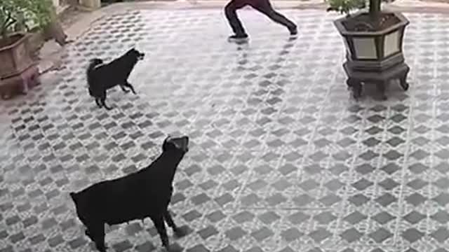 Dogs Vs Kung Fu Master